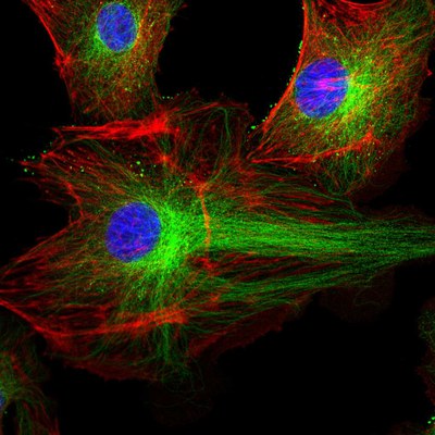 cells